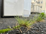 14th Jun 2023 - Grass in the ground