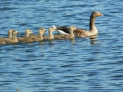 15th Jun 2023 - More ducks in a row