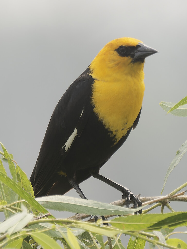 yellow-headed blackbird by rminer
