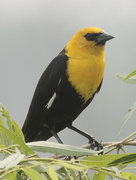 14th Jun 2023 - yellow-headed blackbird