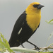 yellow-headed blackbird by rminer