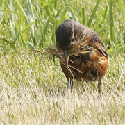 14th Jun 2023 - American robin collecting some nesting grass