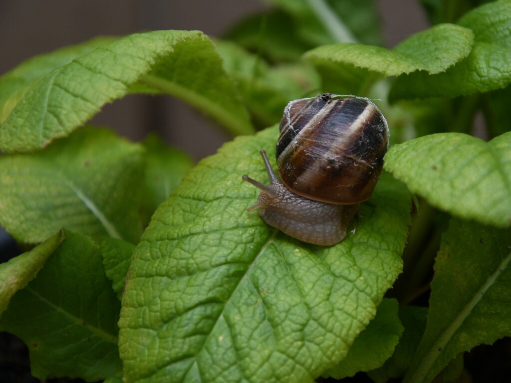 #130 - Snail on a leaf by chronic_disaster