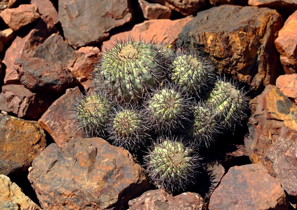 cactus growing in rocks by blueberry1222