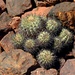 cactus growing in rocks by blueberry1222