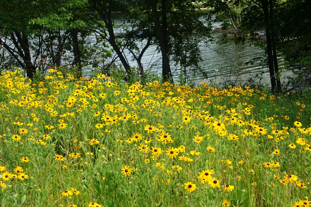 A field of Black-Eyed Susans by tunia