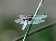 15th Jun 2023 - 06-15 - Dragonfly