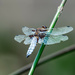 06-15 - Dragonfly by talmon