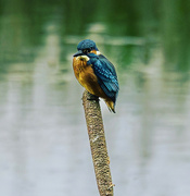 15th Jun 2023 - The kingfisher…… again.