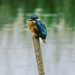 The kingfisher…… again. by billdavidson