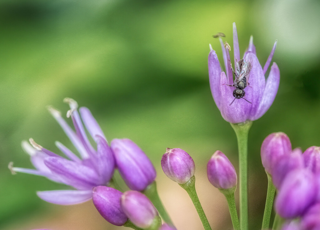 Tiny Bee: Genus Lasioglossum  by kvphoto