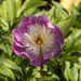Another Peony by pcoulson