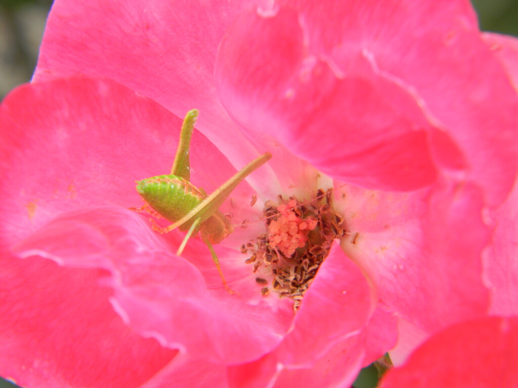 Grasshopper Inside Pink Flower by sfeldphotos
