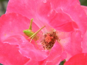 15th Jun 2023 - Grasshopper Inside Pink Flower