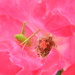Grasshopper Inside Pink Flower by sfeldphotos