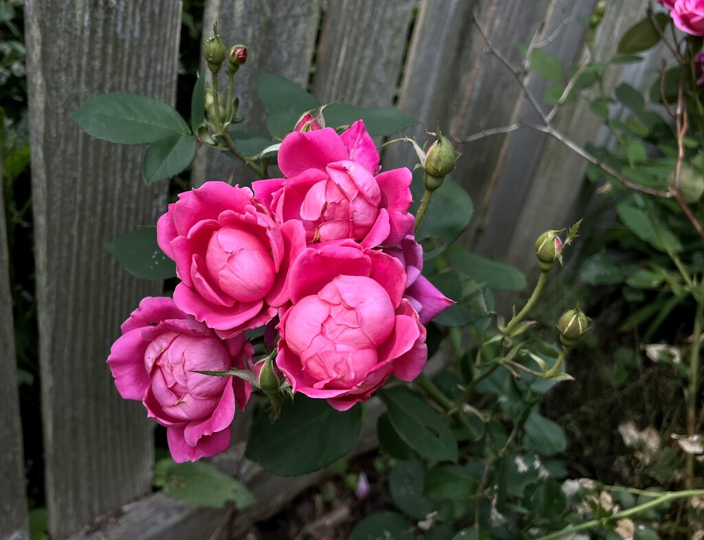Pink Roses by pej76