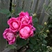 Pink Roses by pej76