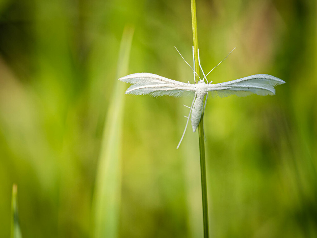 The white plume moth by haskar
