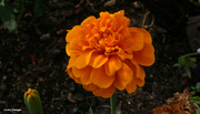 15th Jun 2023 - Orange Marigold