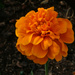 Orange Marigold by larrysphotos