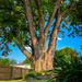 Big ol' tree by sburton