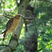 Red Shouldered Hawk by lsquared