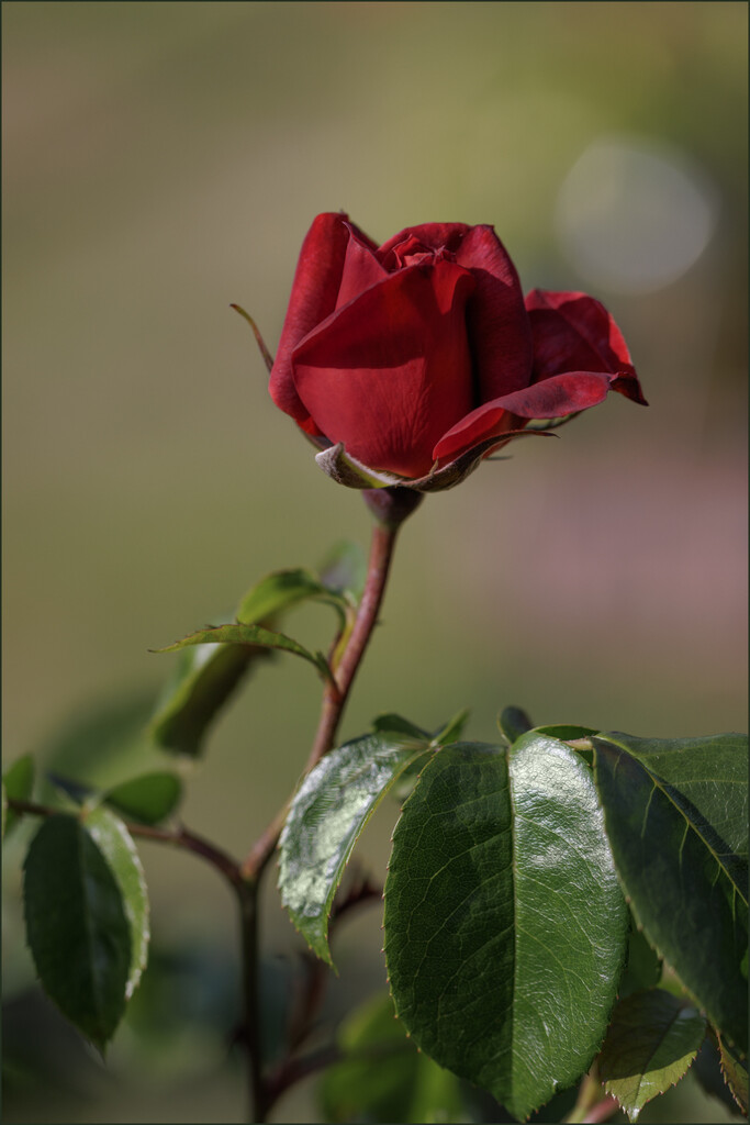 15 Deep Red Rose by marshwader