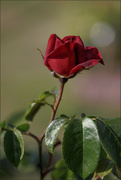 15th Jun 2023 - 15 Deep Red Rose