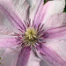 Clematis Close-Up by falcon11