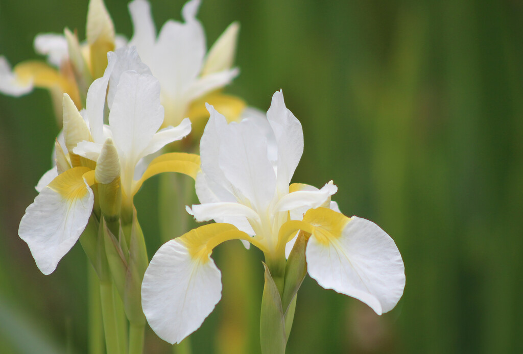White Irises by paintdipper