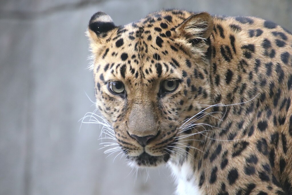 Leopard Up Close by randy23