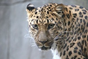 12th Jun 2023 - Leopard Up Close