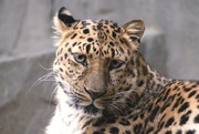 16th Jun 2023 - Leopard Portrait 