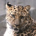 Leopard Portrait  by randy23