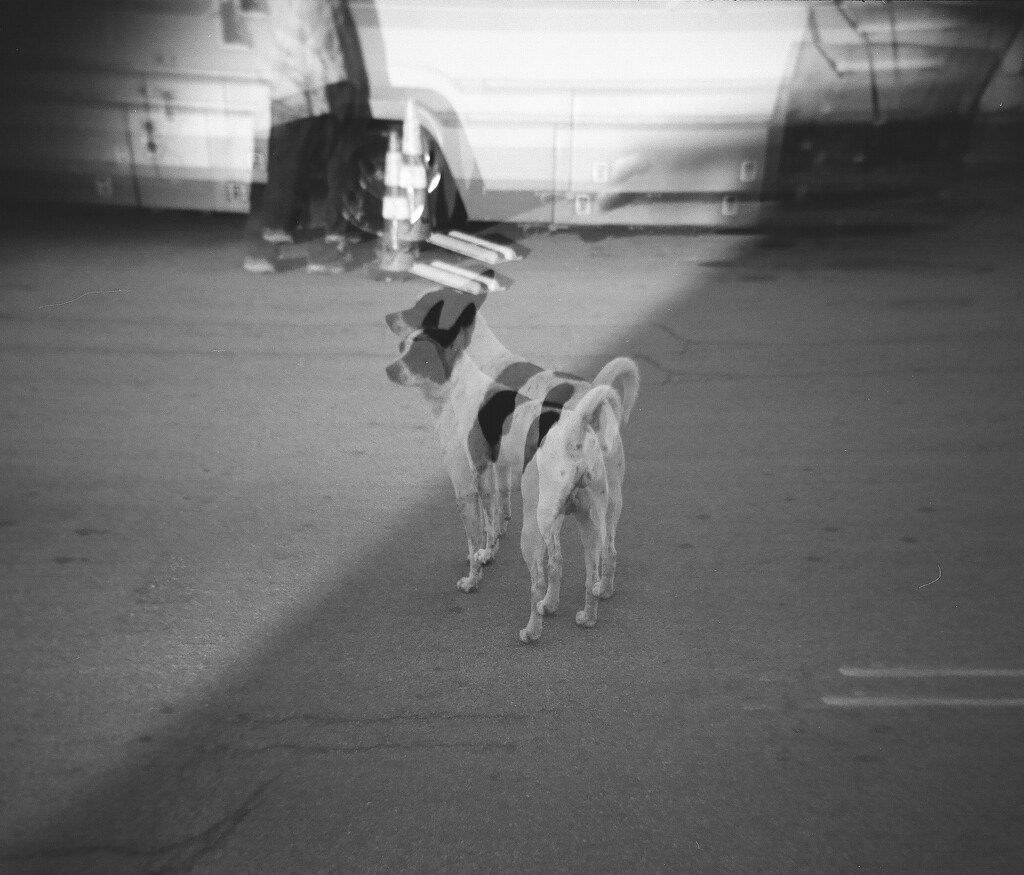 Alviso Ghost Dog by sakkasie