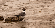 15th Jun 2023 - Seagull at Low Tide!