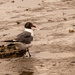 Seagull at Low Tide! by rickster549