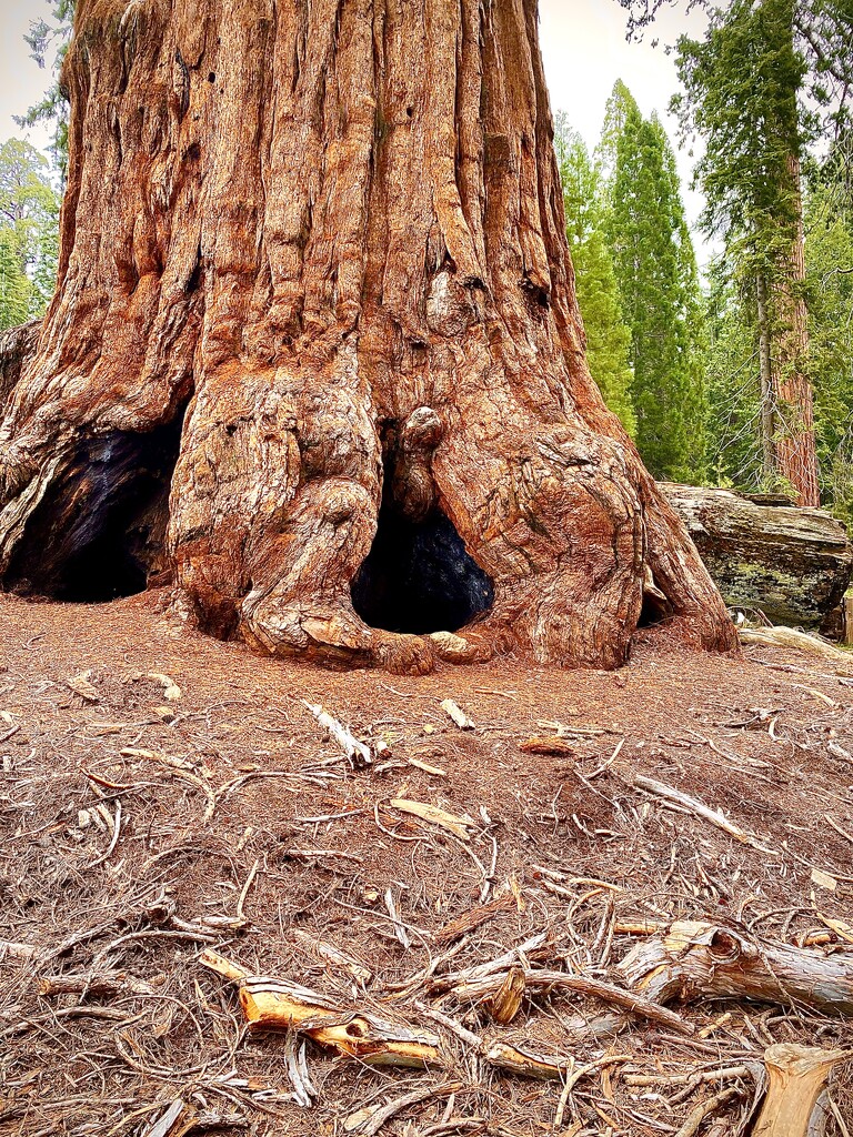 Base of Giant redwood- Sequoia National Park by ggshearron