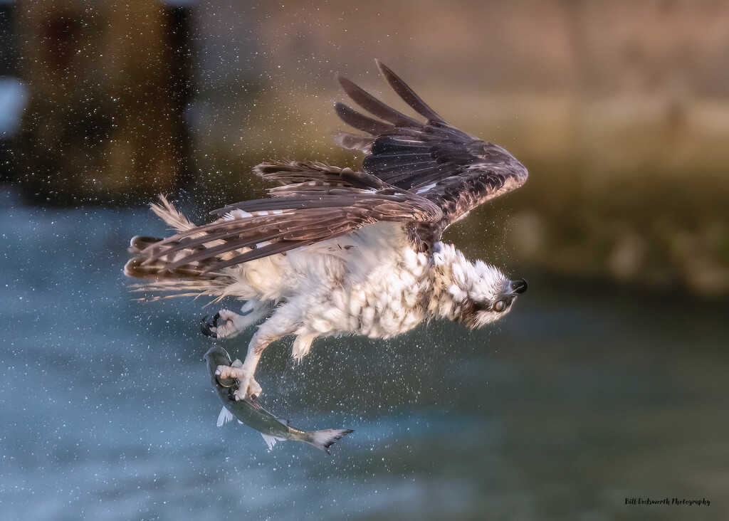 Shaking off with a fish! by photographycrazy