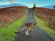 16th Jun 2023 - Why did the kangaroo cross the road?