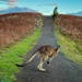 Why did the kangaroo cross the road? by pusspup