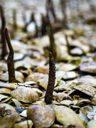 14th Jun 2023 - Mangrove seedlings