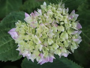 14th Jun 2023 - Flowering hydrangea 