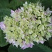 Flowering hydrangea  by jeremyccc