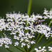 ground elder and fly_1 by darchibald
