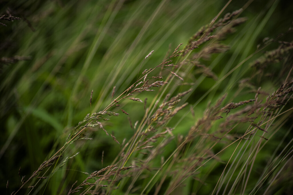 gone to seed by darchibald