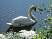 16th Jun 2023 - Lone Swan