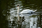 16th Jun 2023 - Swan............