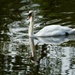Swan............ by ziggy77
