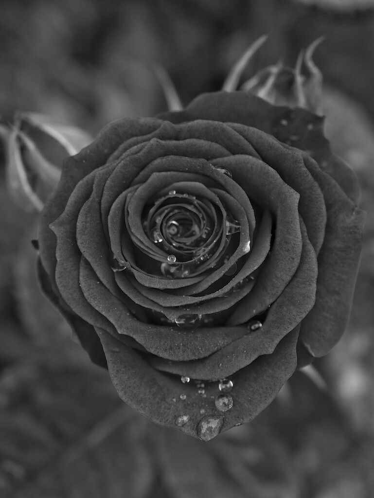 Dark rose by monikozi